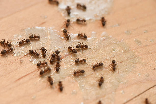 Best Affordable Pest Control Services  in Grottoes, VA