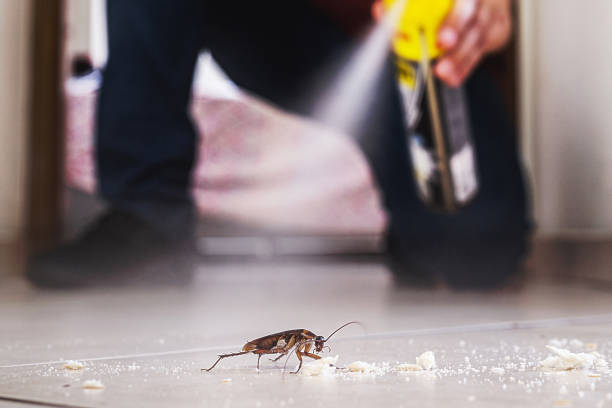 Best Wasp Removal Services  in Grottoes, VA